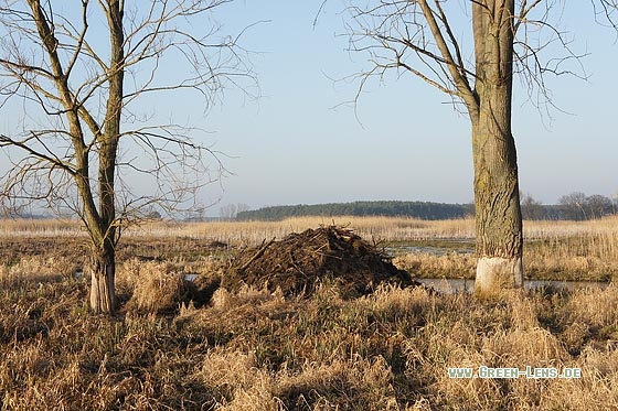 Europäischer Biber - Copyright Stefan Pfützke