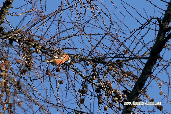 Bindenkreuzschnabel - Copyright Stefan Pfützke