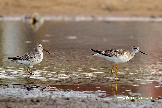 Bindenstrandläufer - Copyright Stefan Pfützke