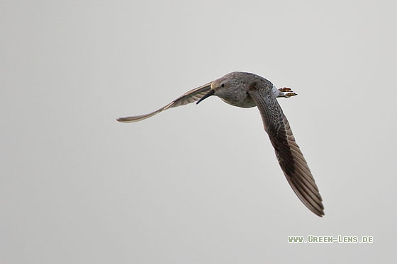 Bindenstrandläufer - Copyright Stefan Pfützke