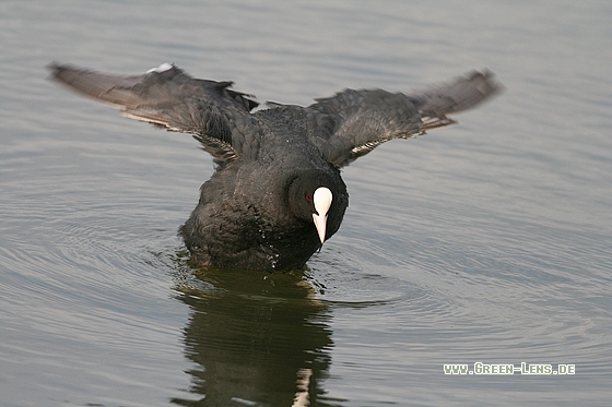Blässhuhn - Copyright Stefan Pfützke