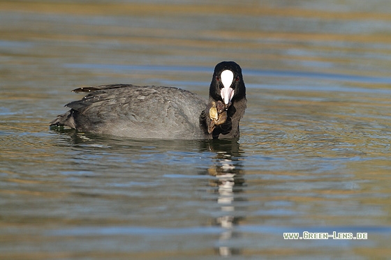 Blässhuhn - Copyright Stefan Pfützke