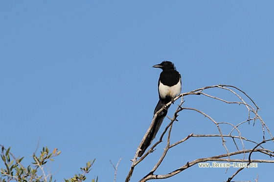 Hudsonelster - Copyright Christoph Moning