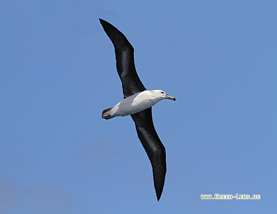 Schwarzbrauenalbatross - Copyright Christoph Moning
