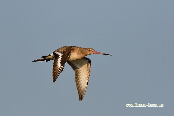 Uferschnepfe - Copyright