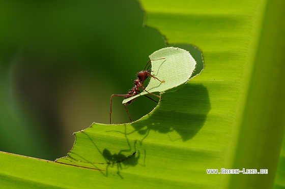 Blattschneiderameise - Copyright Christian Gelpke