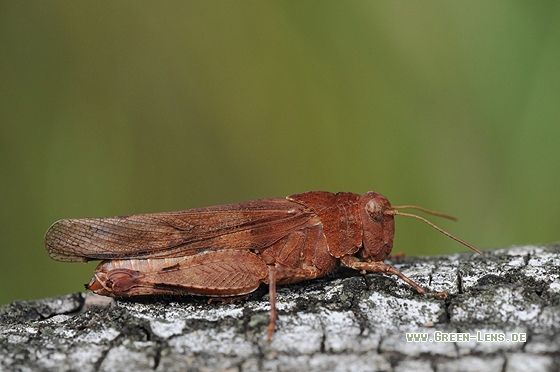 Blauflügelige Ödlandschrecke - Copyright Christian Gelpke
