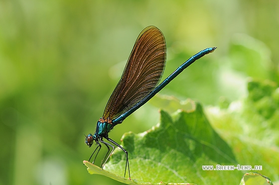 Blauflügelige Prachtlibelle - Copyright Christian Gelpke