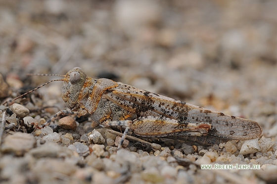 Blauflügelige Sandschrecke - Copyright Christian Gelpke