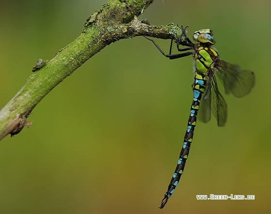 Blaugrüne Mosaikjungfer - Copyright Christian Gelpke