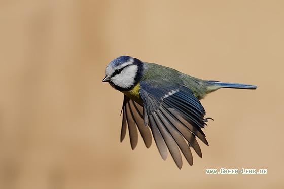 Blaumeise - Copyright Stefan Pfützke