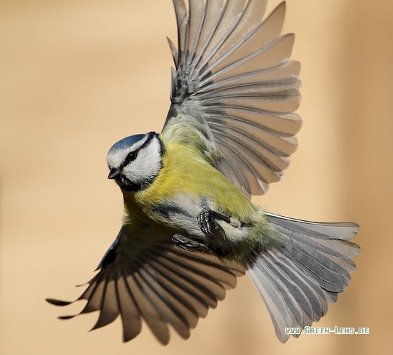 Blaumeise - Copyright Stefan Pfützke