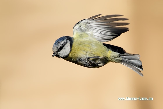 Blaumeise - Copyright Stefan Pfützke