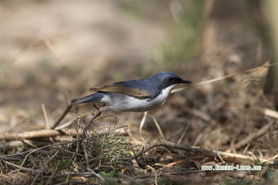 Blaunachtigall - Copyright Mathias Putze