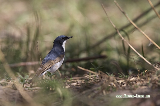 Blaunachtigall - Copyright Mathias Putze