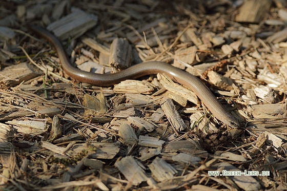 Blindschleiche - Copyright Stefan Pfützke