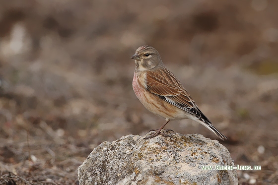Bluthänfling - Copyright Stefan Pfützke