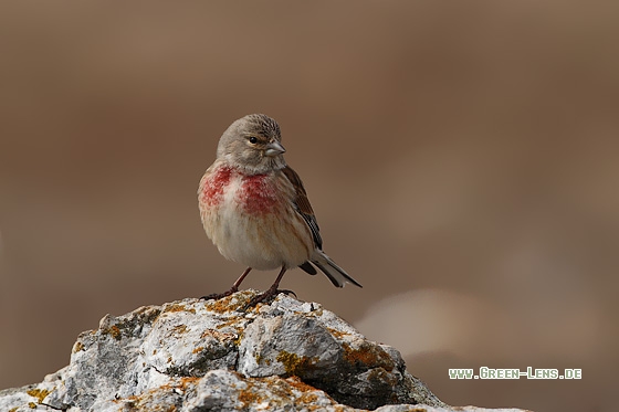 Bluthänfling - Copyright Stefan Pfützke