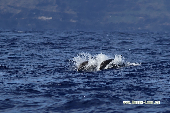 Großer Tümmler - Copyright Stefan Pfützke