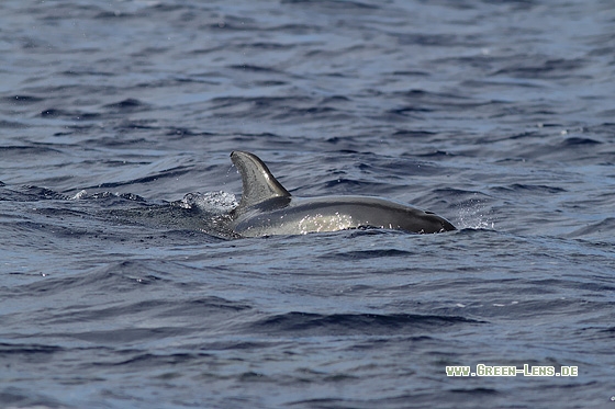 Großer Tümmler - Copyright Stefan Pfützke