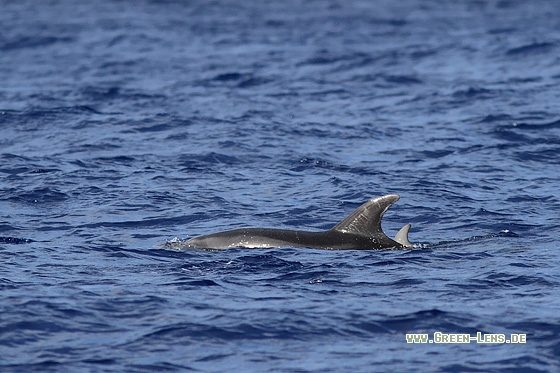 Großer Tümmler - Copyright Stefan Pfützke