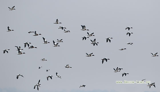 Brandgans - Copyright Stefan Pfützke