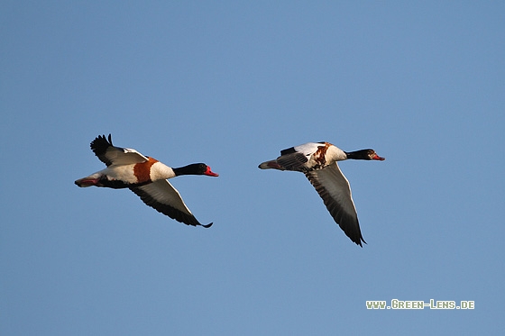 Brandgans - Copyright Stefan Pfützke