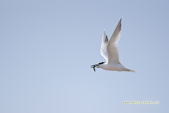 Brandseeschwalbe - Copyright Mathias Putze