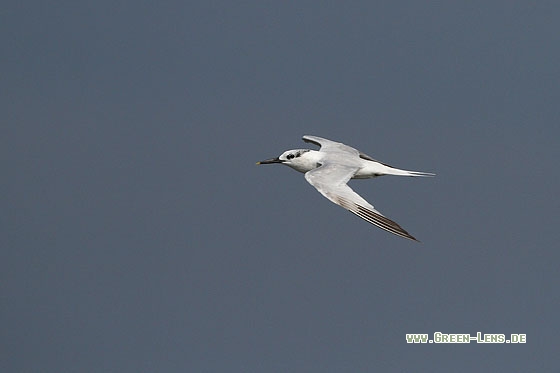 Brandseeschwalbe - Copyright Stefan Pfützke