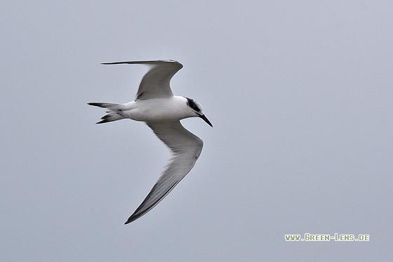 Brandseeschwalbe - Copyright Stefan Pfützke