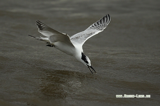Brandseeschwalbe - Copyright Stefan Pfützke