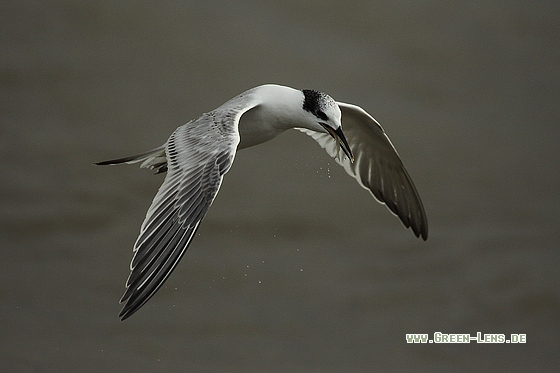 Brandseeschwalbe - Copyright Stefan Pfützke