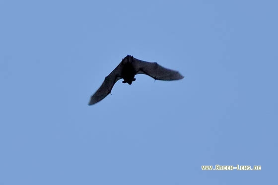 Breitflügelfledermaus - Copyright Stefan Pfützke
