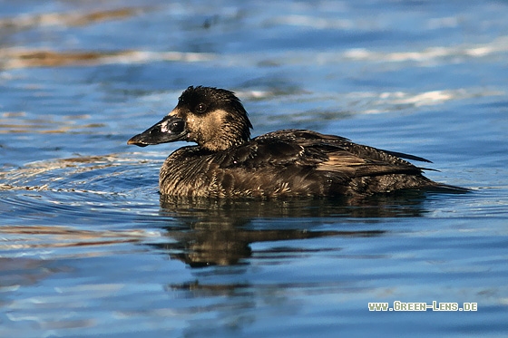 Brillenente - Copyright Stefan Pfützke