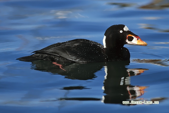 Brillenente - Copyright Stefan Pfützke