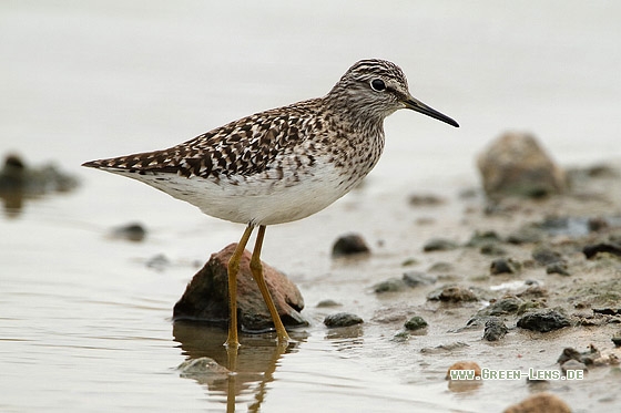Bruchwasserläufer - Copyright Stefan Pfützke