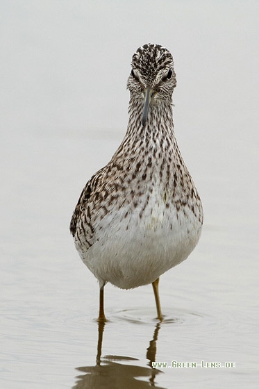 Bruchwasserläufer - Copyright Stefan Pfützke