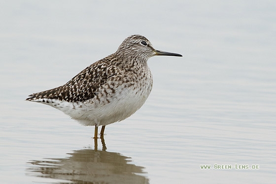 Bruchwasserläufer - Copyright Stefan Pfützke