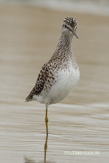 Bruchwasserläufer - Copyright Stefan Pfützke