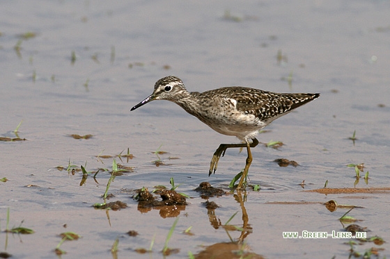 Bruchwasserläufer - Copyright Stefan Pfützke