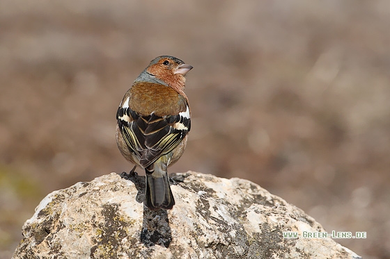 Buchfink - Copyright Stefan Pfützke