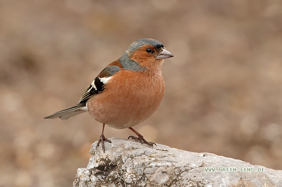 Buchfink - Copyright Stefan Pfützke