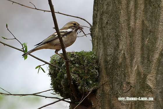 Buchfink - Copyright Stefan Pfützke