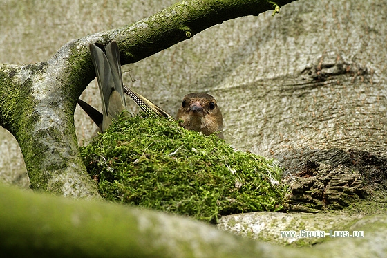 Buchfink - Copyright Stefan Pfützke