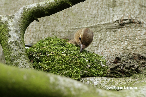 Buchfink - Copyright Stefan Pfützke