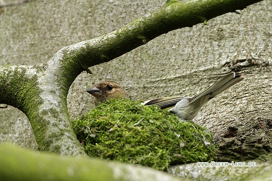 Buchfink - Copyright Stefan Pfützke