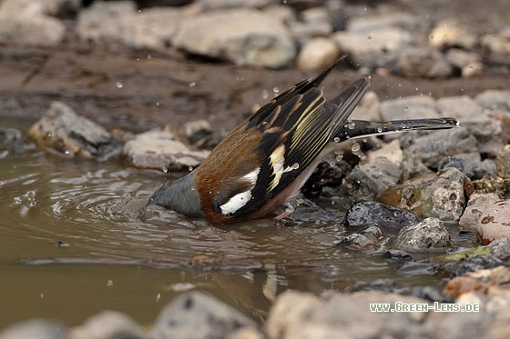 Buchfink - Copyright Stefan Pfützke