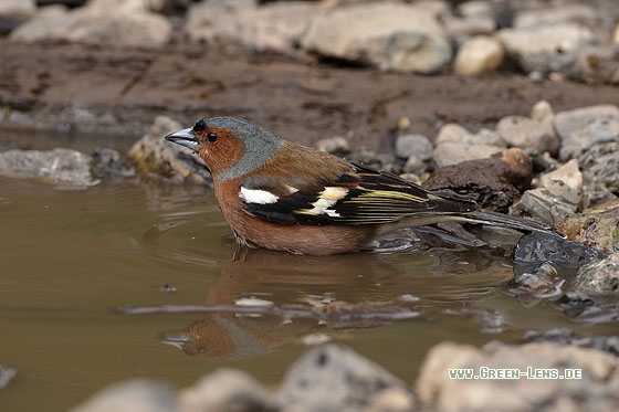 Buchfink - Copyright Stefan Pfützke