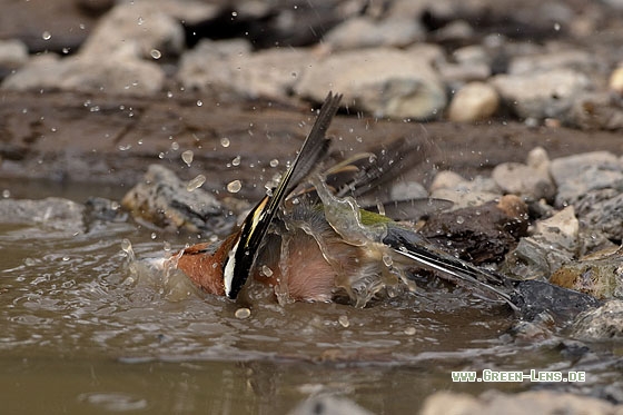 Buchfink - Copyright Stefan Pfützke