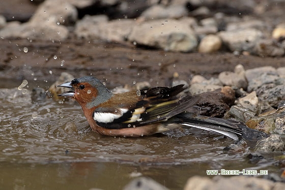 Buchfink - Copyright Stefan Pfützke